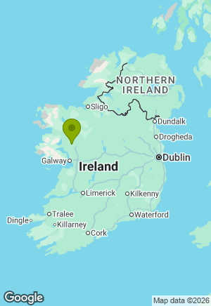 Border Collie for sale in Galway