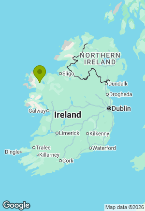Bernese Mountain Dog for sale in Mayo