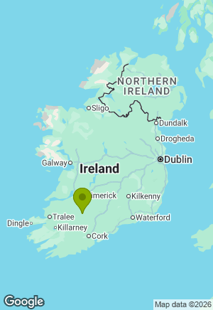 Labrador for sale in Cork