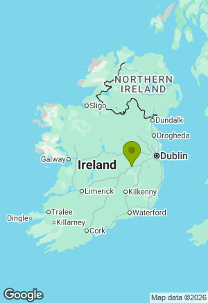 Bernese Mountain Dog for sale in Kildare