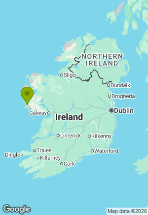 Springer Spaniel for sale in Galway
