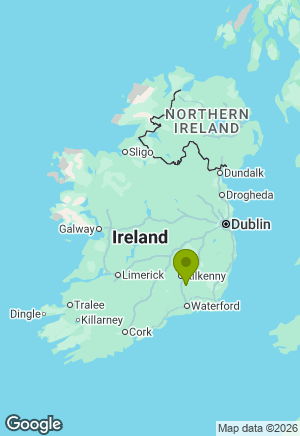 Dachshund for sale in Kilkenny