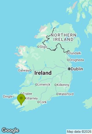 Poodle for sale in Cork