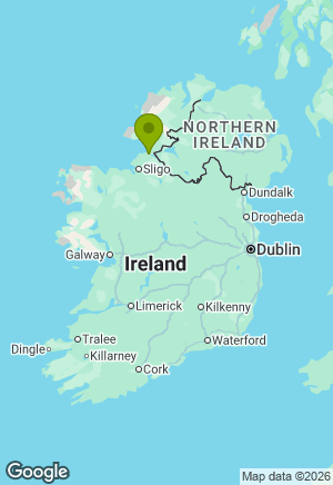 Springer Spaniel for sale in Leitrim