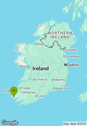 Border Collie for sale in Kerry