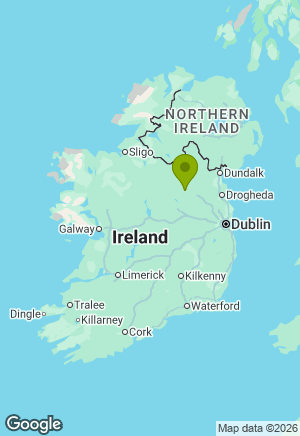 Springer Spaniel for sale in Meath