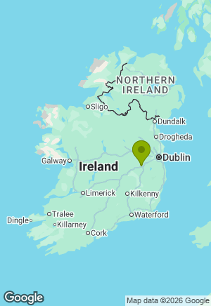 Poodle for sale in Kildare