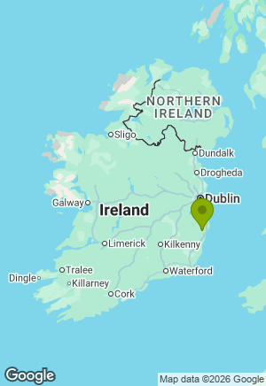 Springer Spaniel for sale in Wicklow