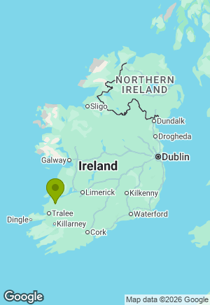 Dachshund for sale in Kerry