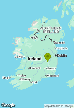 Jack Russell for sale in Kildare