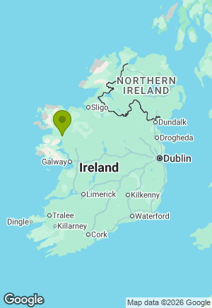 Border Collie for sale in Mayo