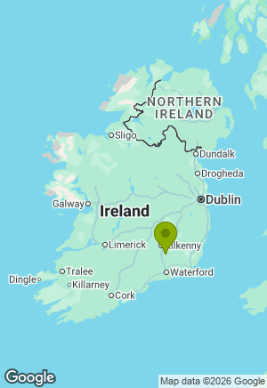 Schnauzer for sale in Kilkenny