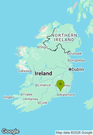 Dachshund for sale in Wexford