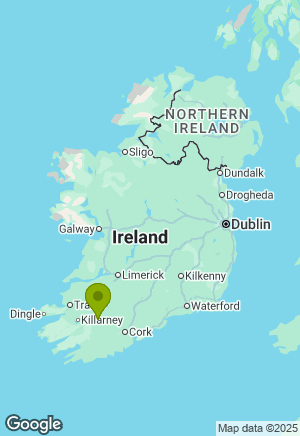 Jack Russell for sale in Cork