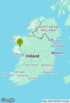 Newfoundland for sale in Mayo