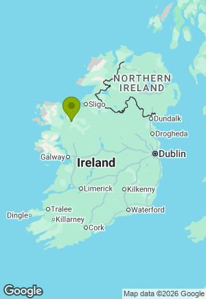 Labrador for sale in Mayo