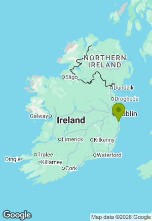 Bernese Mountain Dog for sale in Wicklow